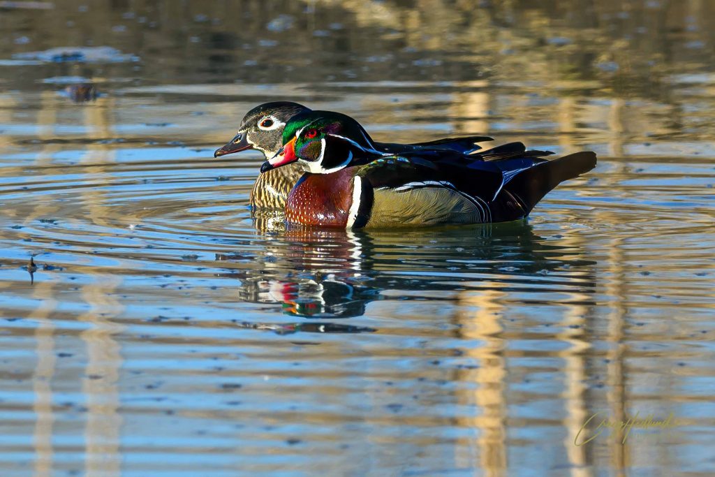 Wood Ducks, by Craig Hedlund