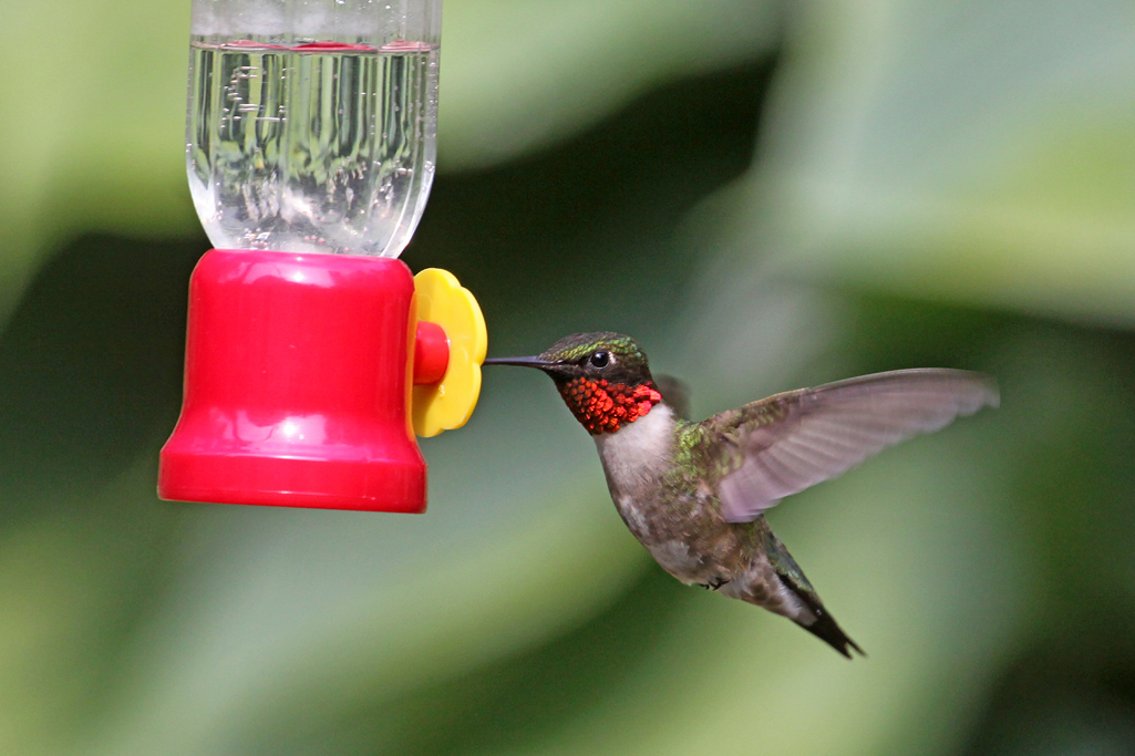 Ruby-throated Hummingbird, by Adrian Binns