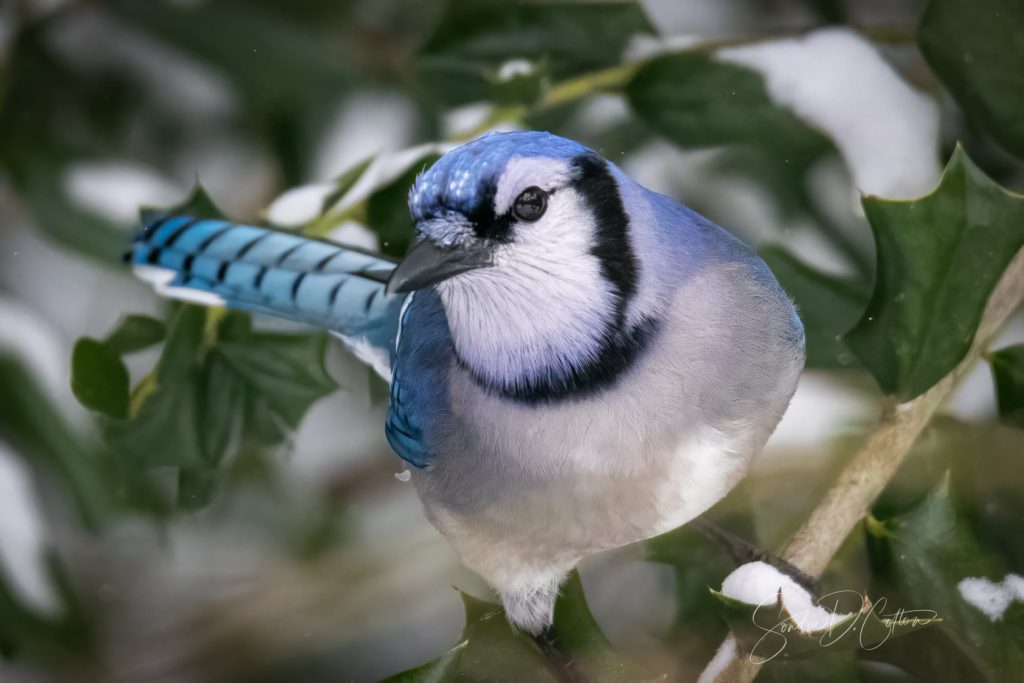 Blue Jay by Sondra Cotton
