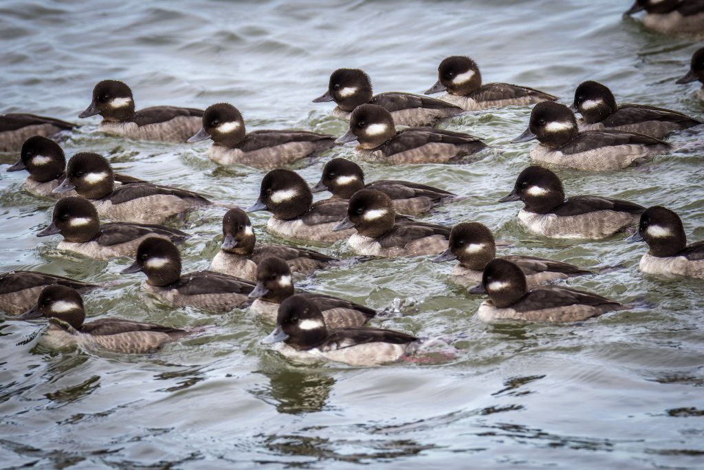 Bufflehead by Sondra D. Cotton