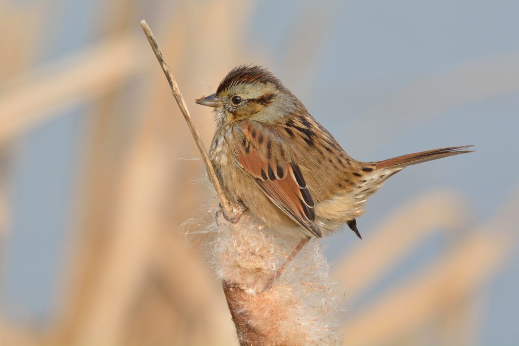 Swamp Sparrow by Bill Moses