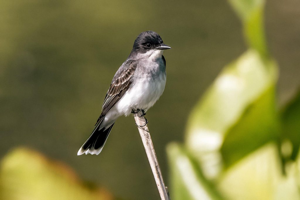 Eastern Kingbird by Bernice V. Coles