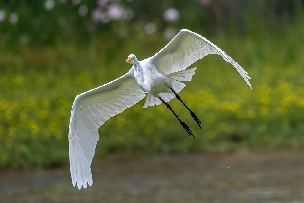 Great Egret by Bernice V. Coles