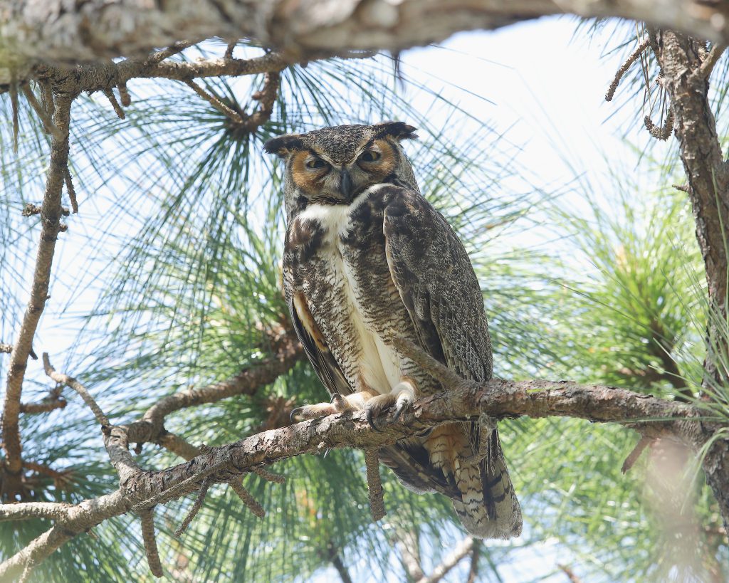Great Horned Owl by John McNamara