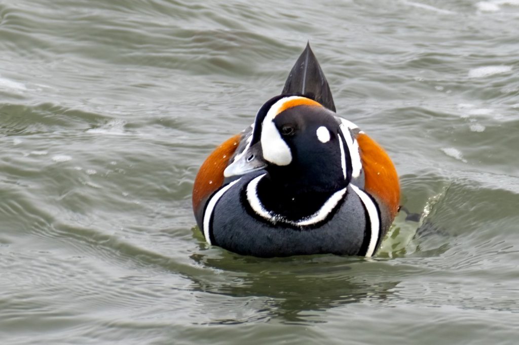 Harlequin Duck by Sondra D. Cotton