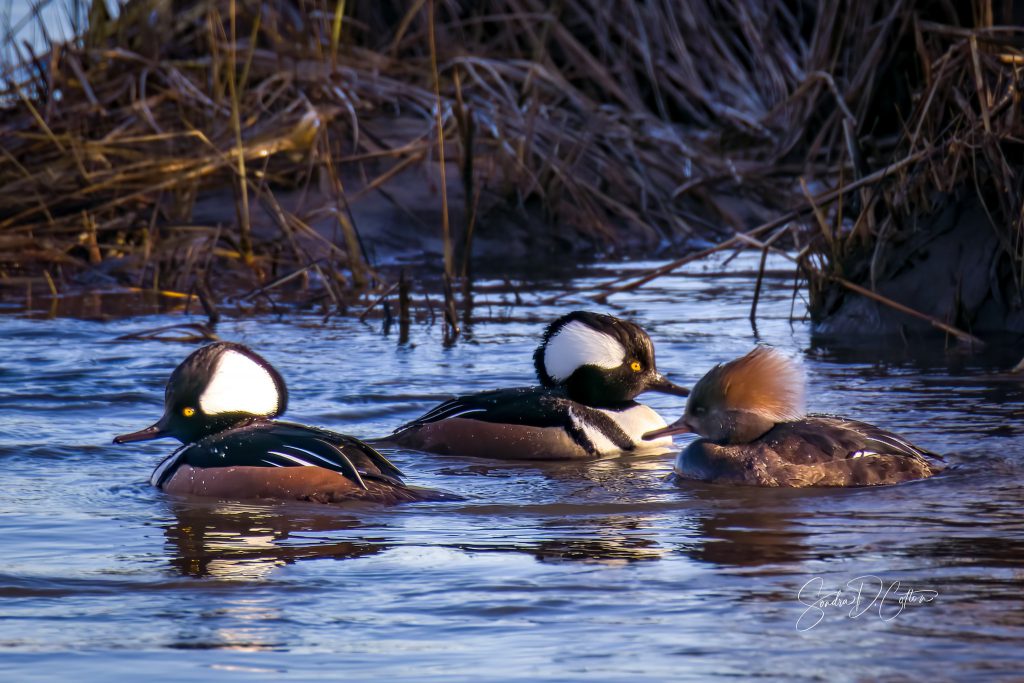 Hooded Mergansers by Sondra D. Cotton