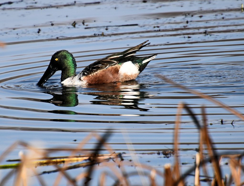 Northern Shoveler by Kay Meng
