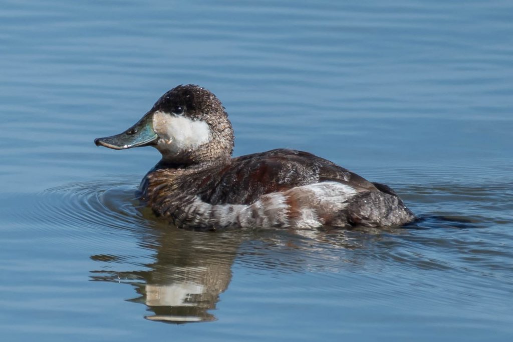 Ruddy Duck by Mark Schroeder
