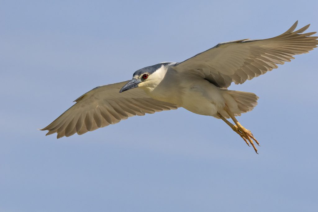 Black-crowned Night-heron by Adrian Binns