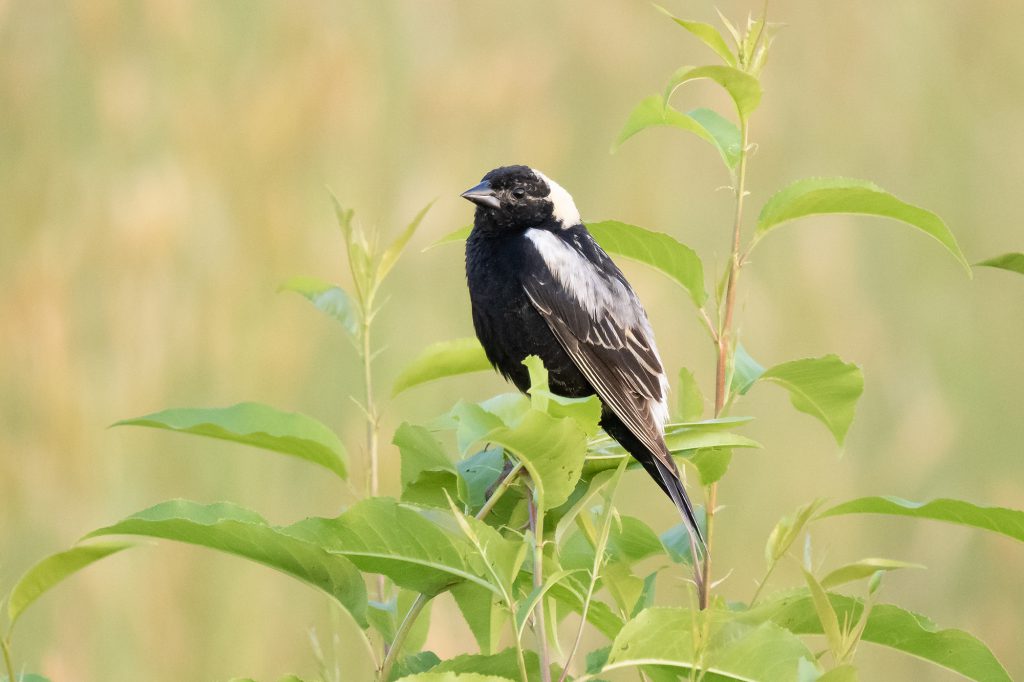 Bobolink by Adrian Binns