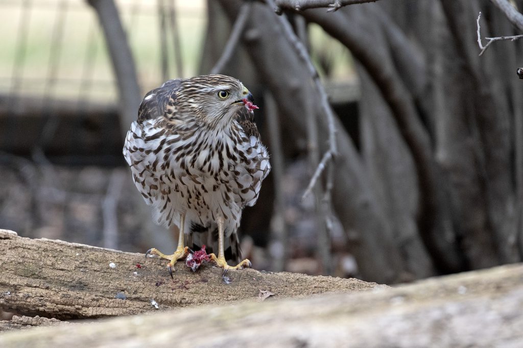 Cooper's Hawk (immature) by Adrian Binns