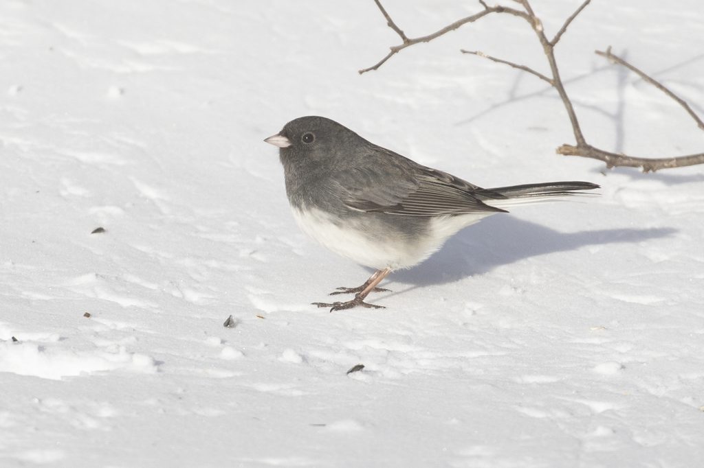 Dark-eyed Junco by Adrian Binns