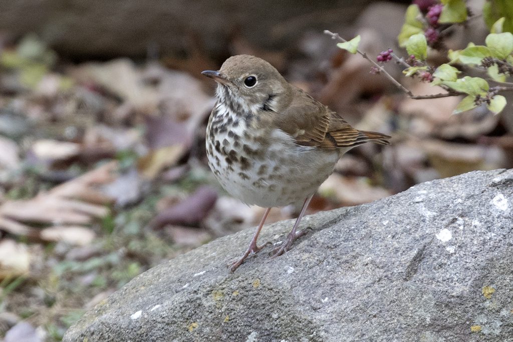 Hermit Thrush by Adrian Binns