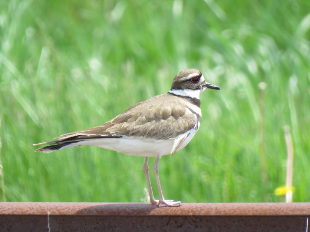 Killdeer by Debbie Beer