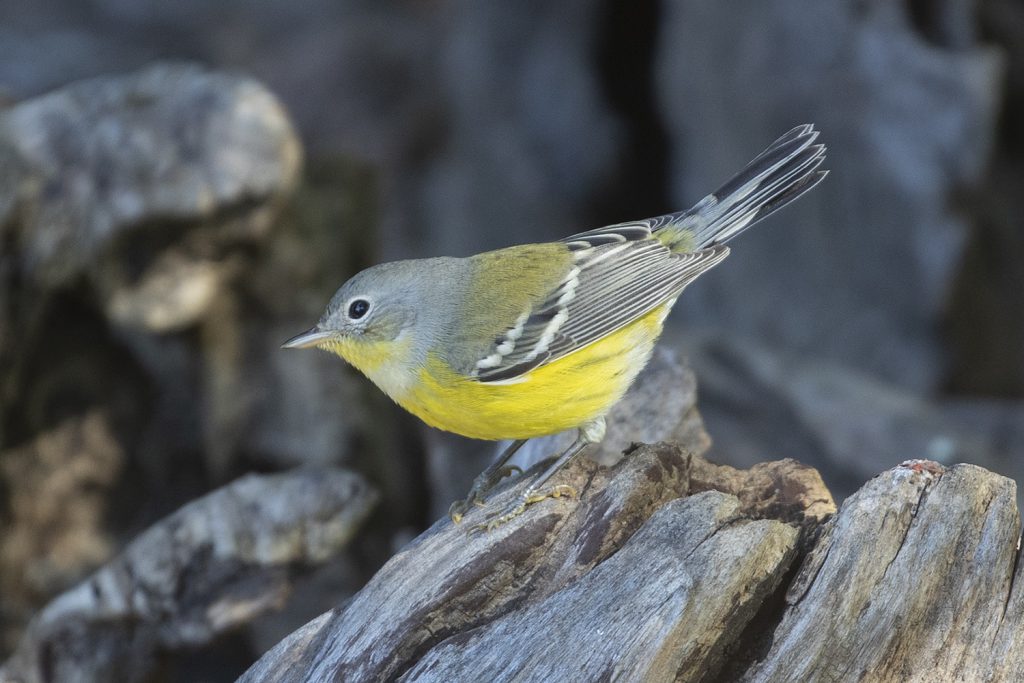 Magnolia Warbler by Adrian Binns