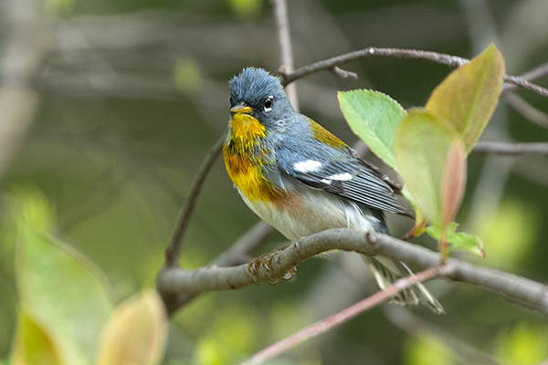 Northern Parula by Adrian Binns