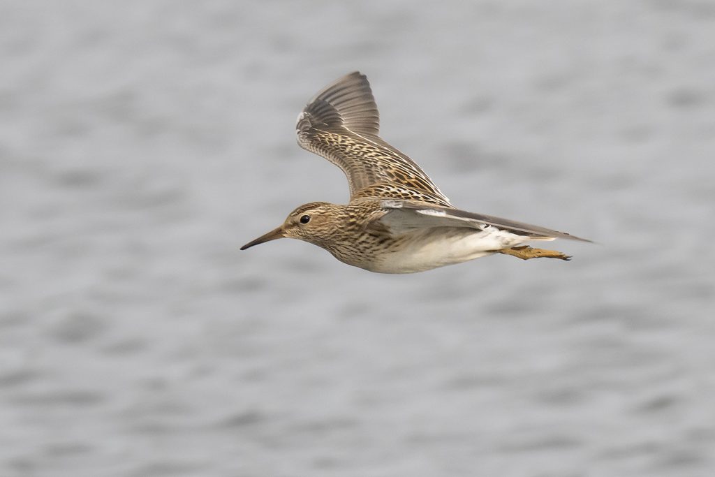 Pectoral Sandpiper by Adrian Binns