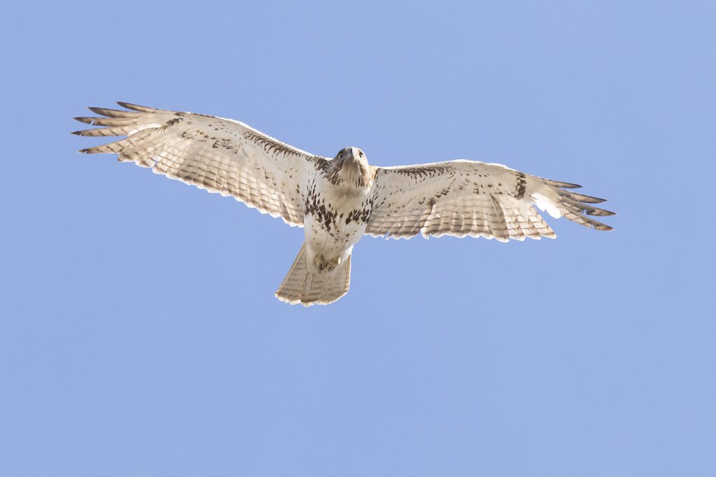 Red-tailed Hawk by Adrian Binns