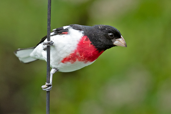Rose-breasted Grosbeak by Adrian Binns