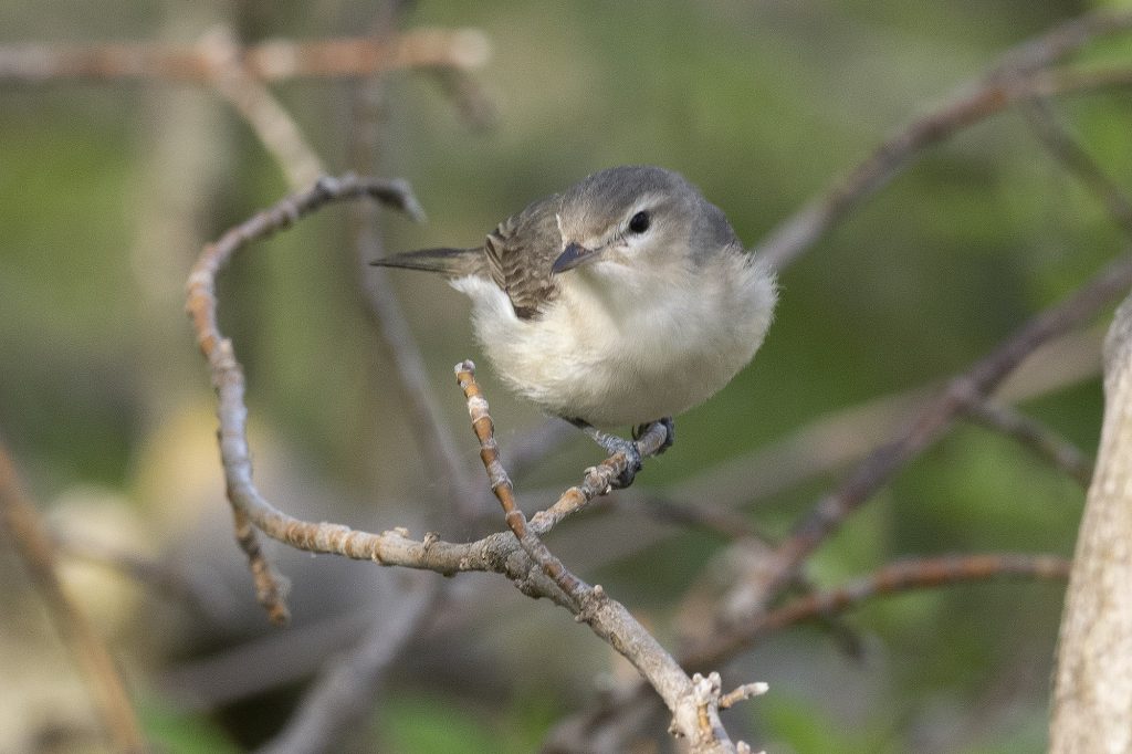 Warbling Vireo by Adrian Binns