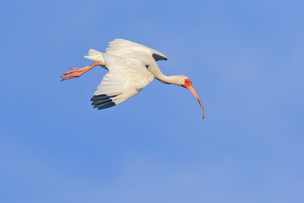 White Ibis by Adrian Binns