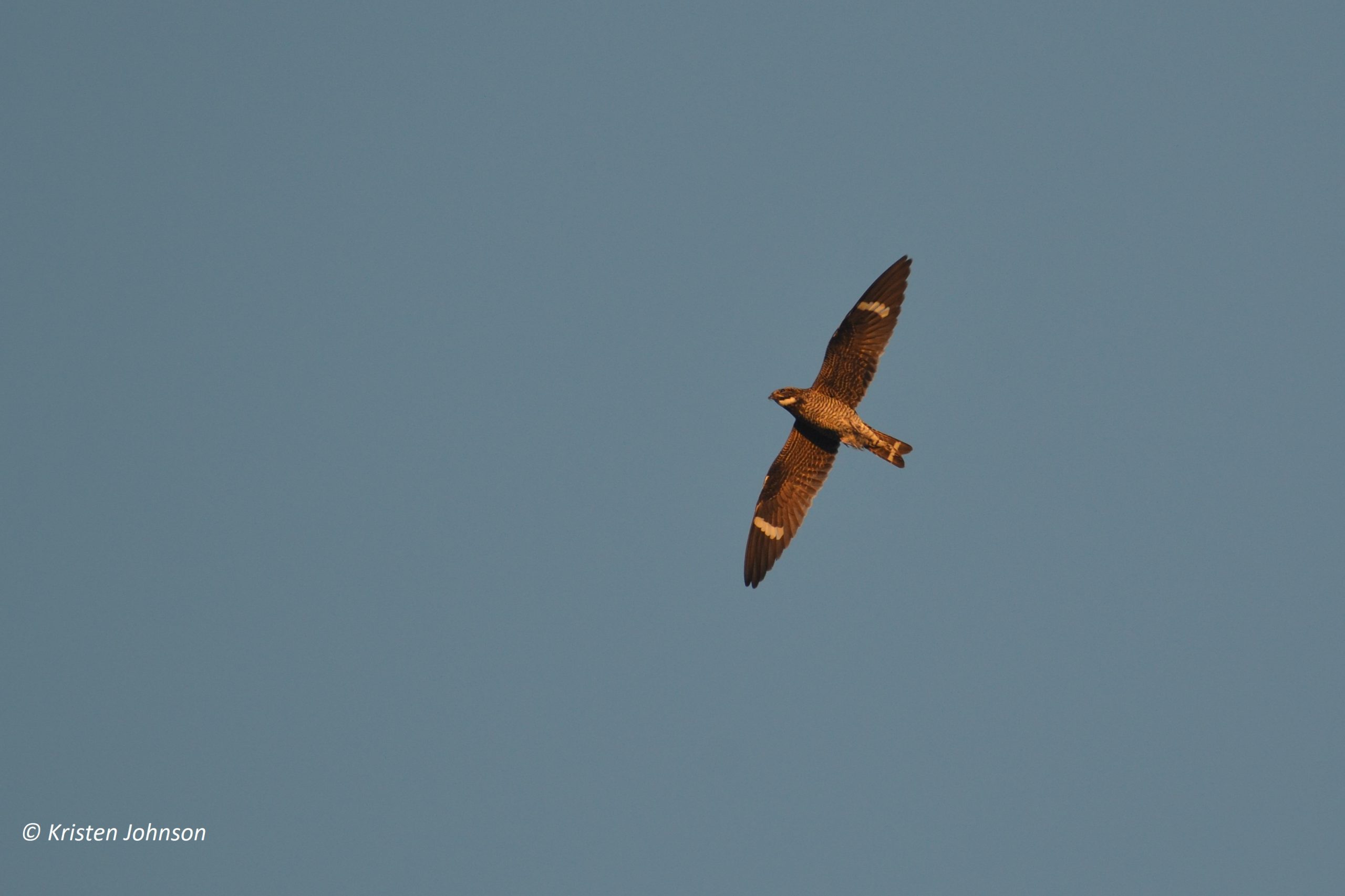 Nighthawk Watch at Haverford College