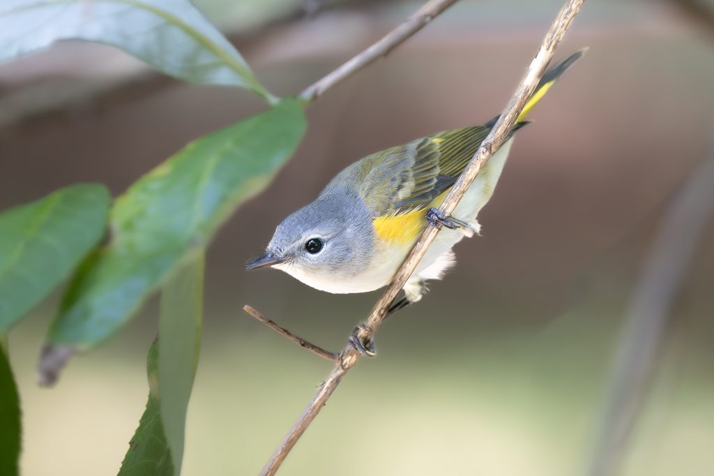 American Redstart, by Adrian Binns