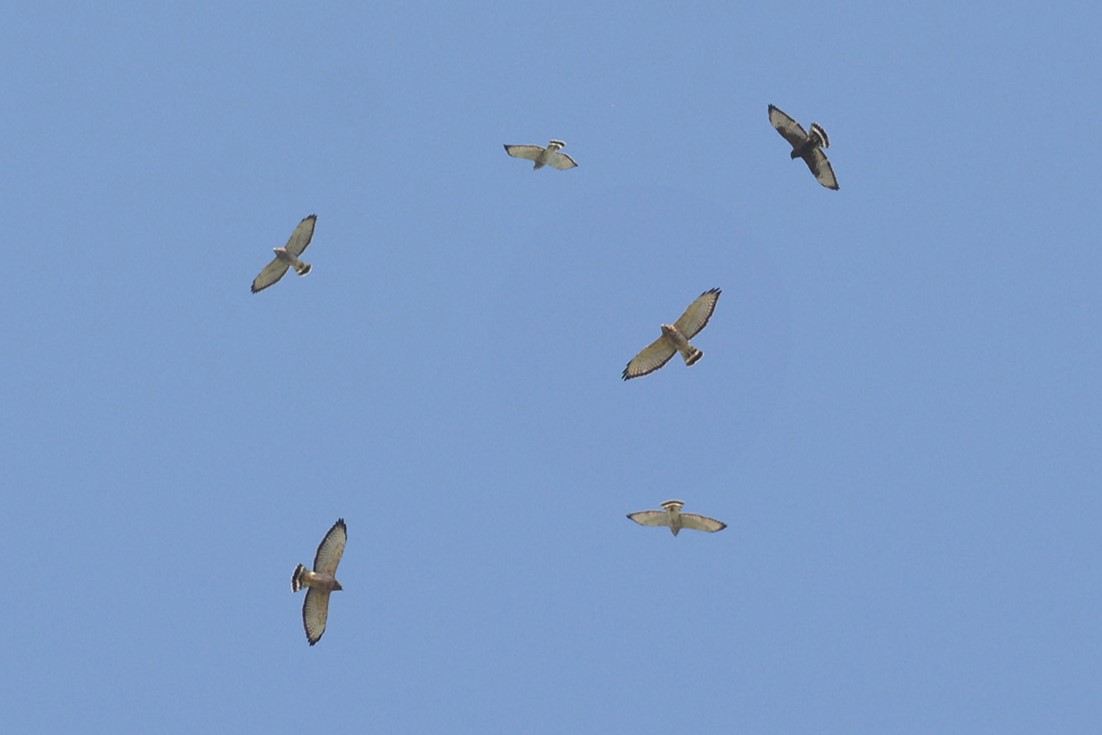 Birders and Broad-wings at Rose Tree Park