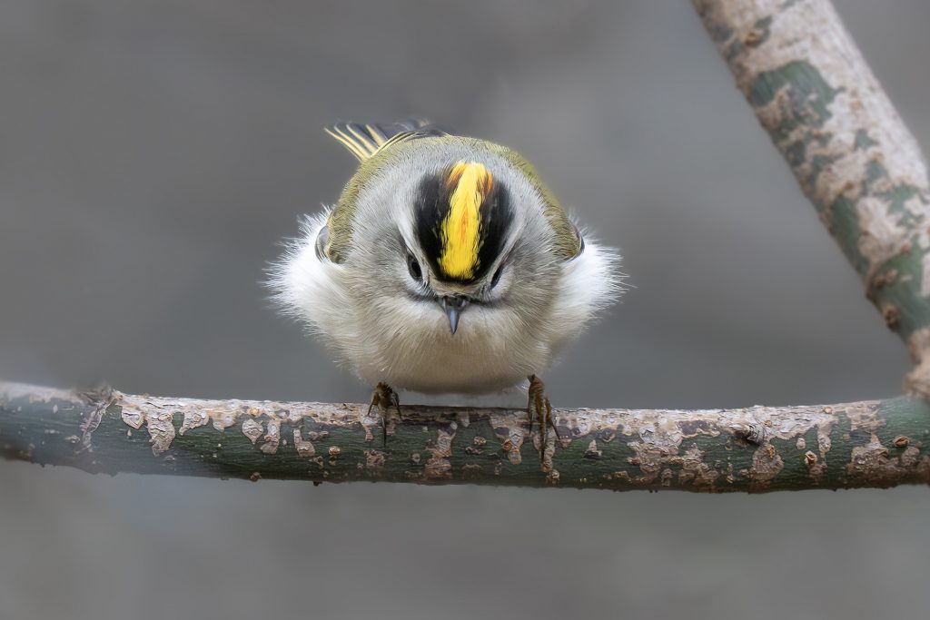 Golden-crowned Kinglet, by Adrian Binns