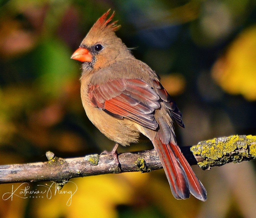 Northern Cardinal, by Kay Meng
