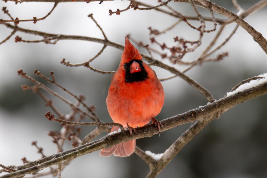 Northern Cardinal in winter, by Sondra D Cotton