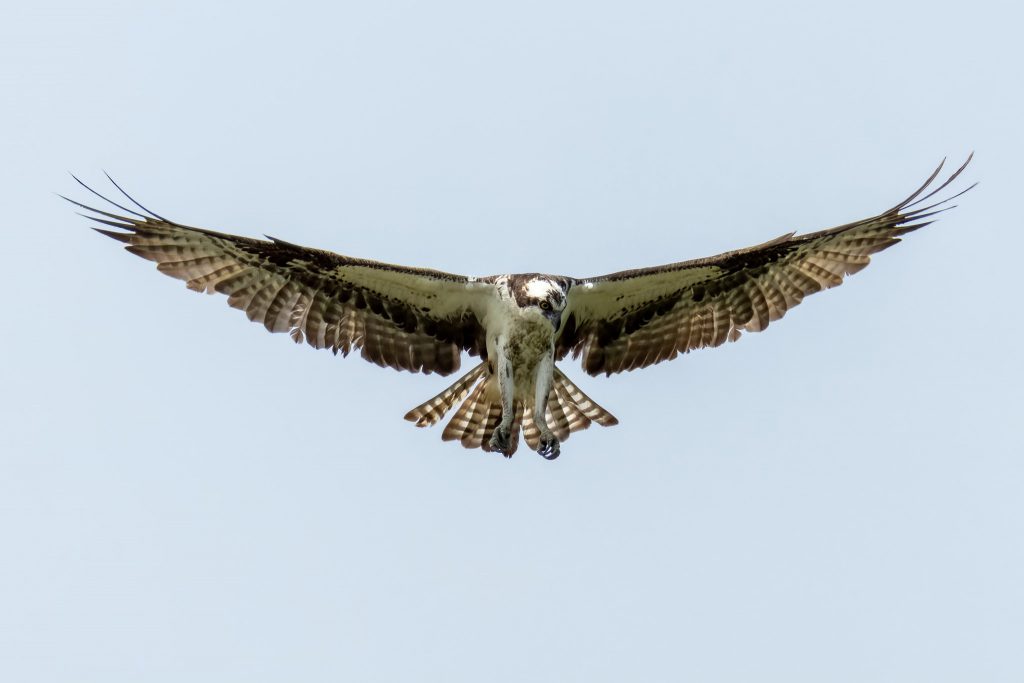 Osprey eyeing a fish, by Sondra D. Cotton