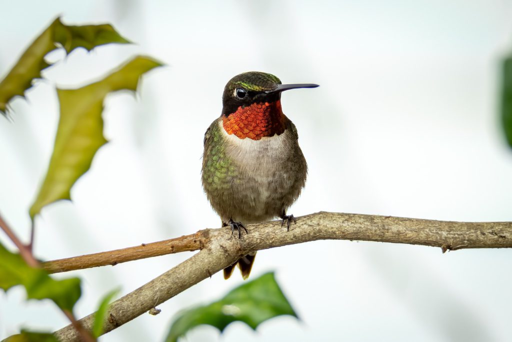 Ruby-throated Hummingbird, by Sondra D. Cotton