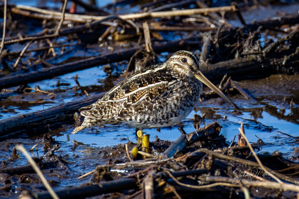 Wilson's Snipe, by Sondra D. Cotton