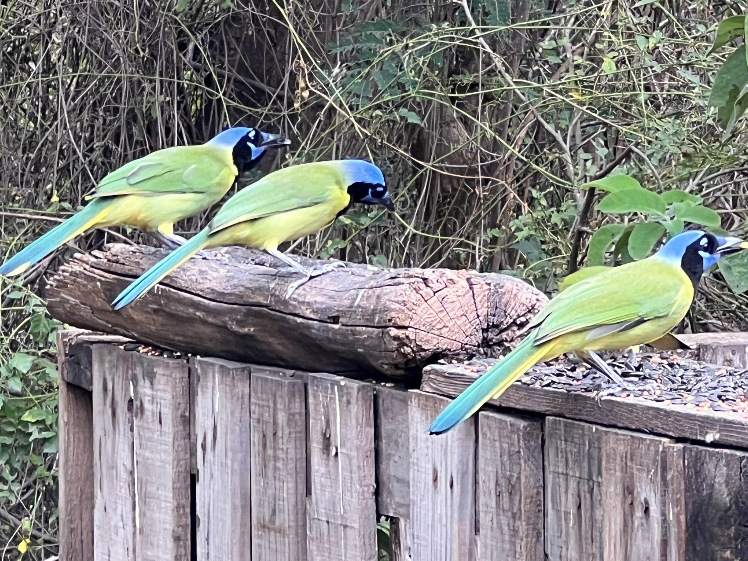 Birds of the Rio Grande Valley, by Stephanie Lopez Birding