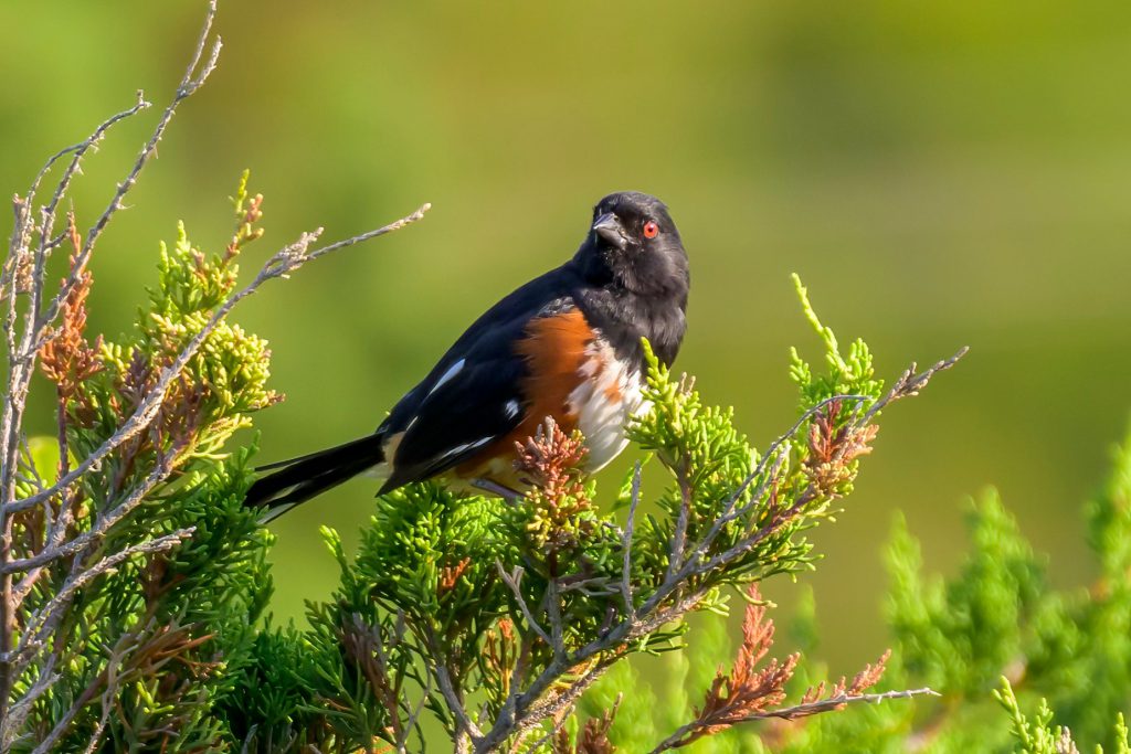 Eastern Towhee, photo by Bob Bedell
