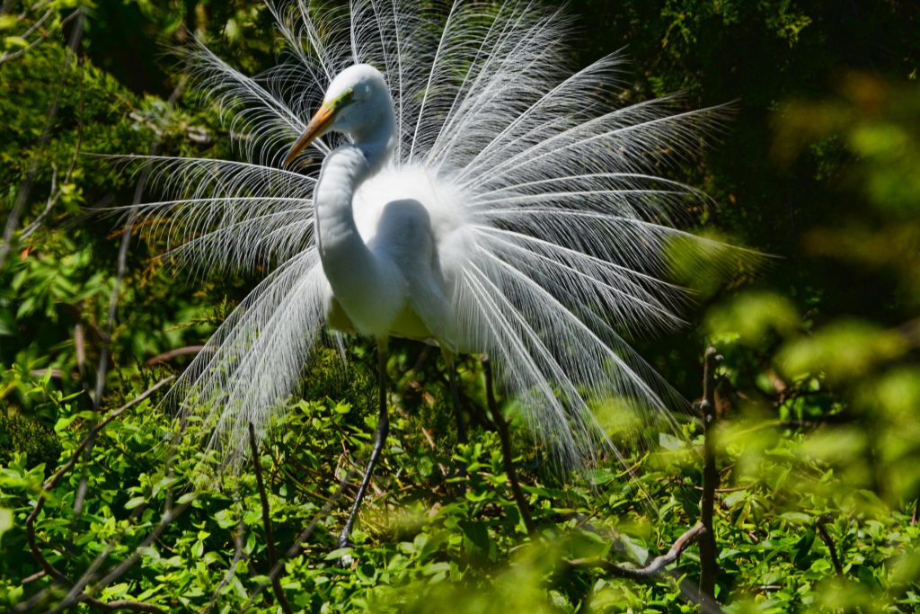 Great Egret, by Kay Meng