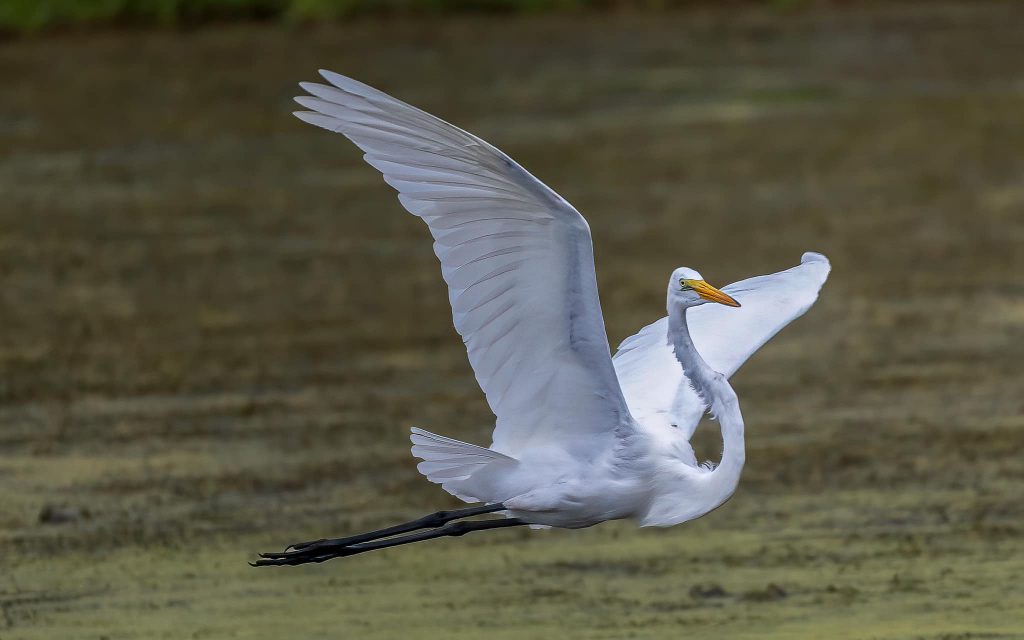 Great Egret, by Bernice V. Coles