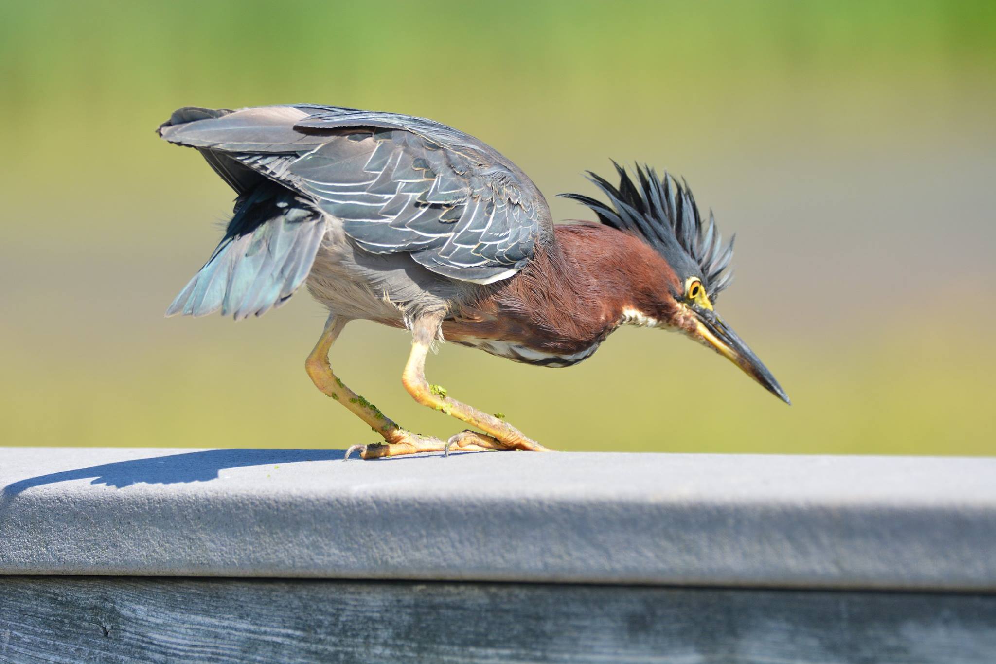 Green Heron peering over the boardwalk, by Kay Meng