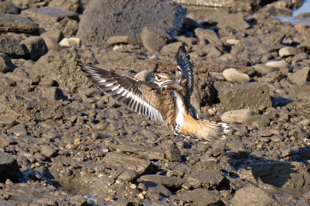 Killdeeer, by Adrian Binns