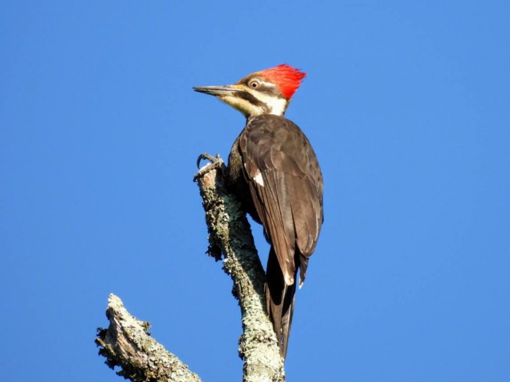 Pileated Woodpecker, photo by Kristy Eleftheriou