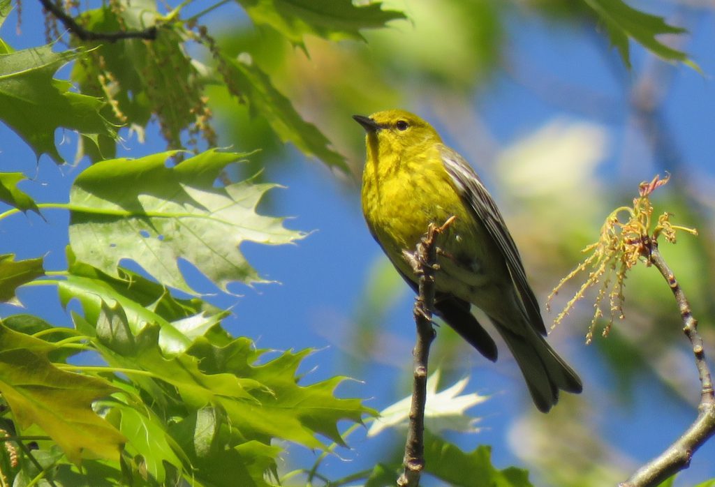 Pine Warbler, by Debbie Beer
