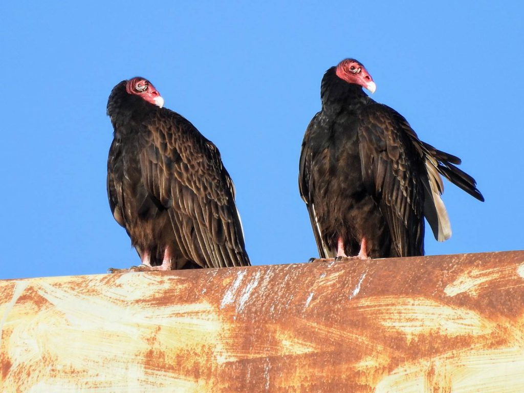Turkey Vultures, photo by Kristy Eleftheriou