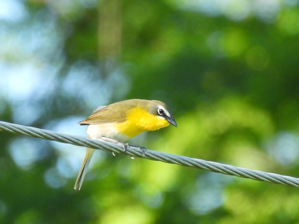 Yellow-breasted Chat, photo by Kristy Eleftheriou