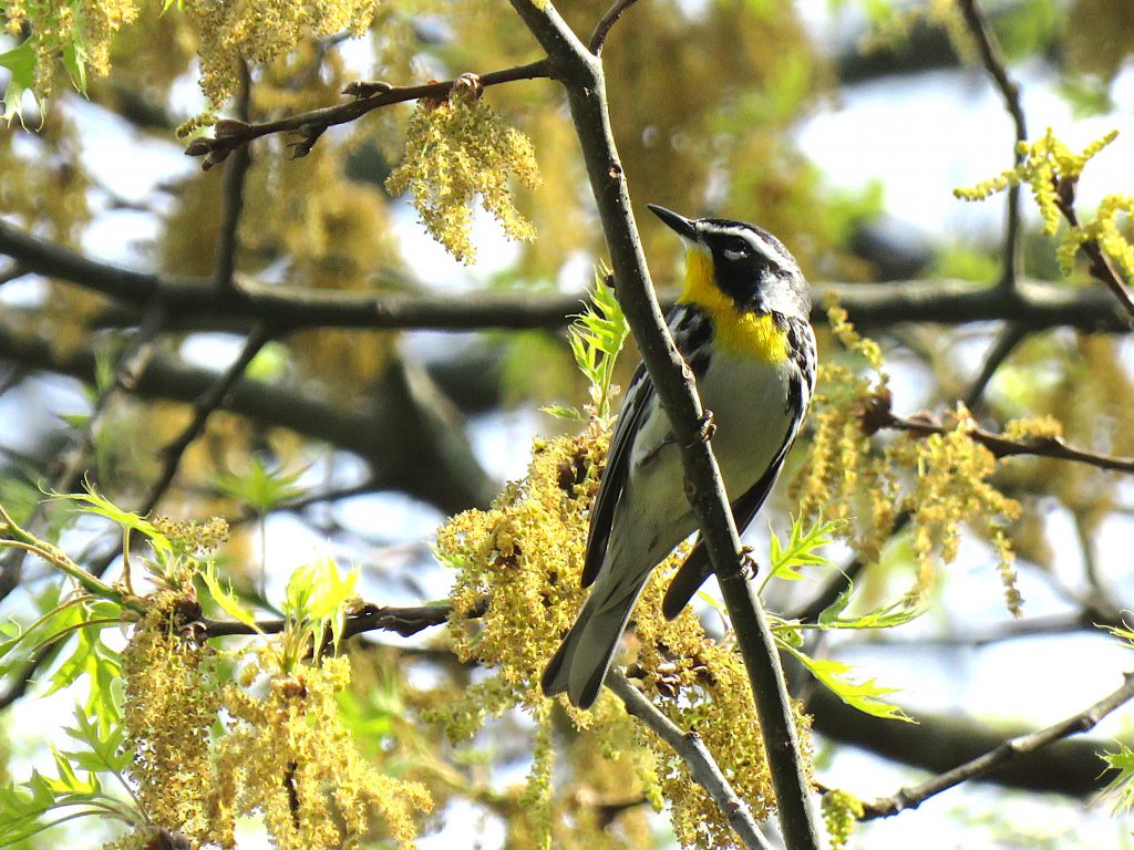 Yellow-throated Warbler, by Debbie Beer