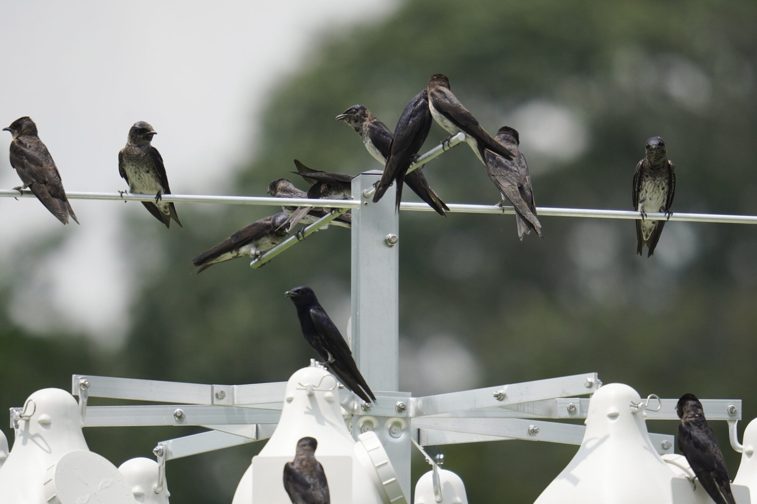 Purple Martin Banding at Glen Mills School