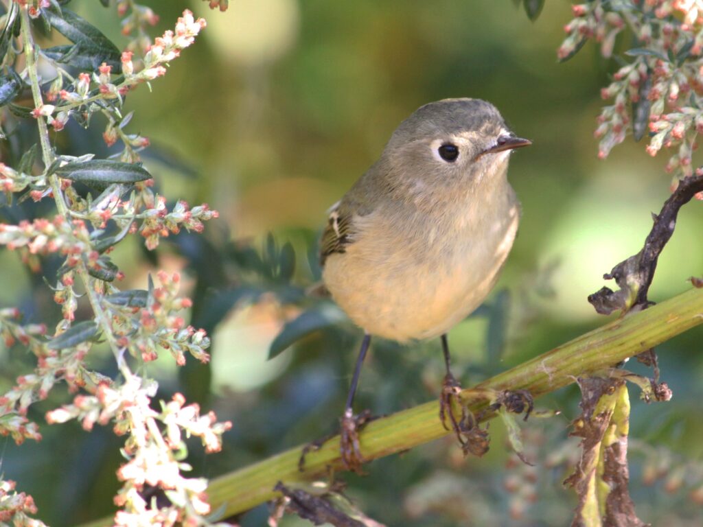 Ruby-crowned Kinglet, by Bob Suter