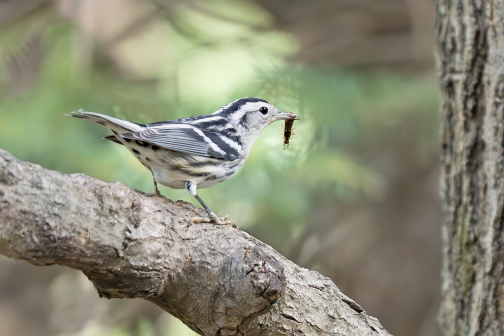 Black-and-white Warbler with a bug, by Adrian Binns