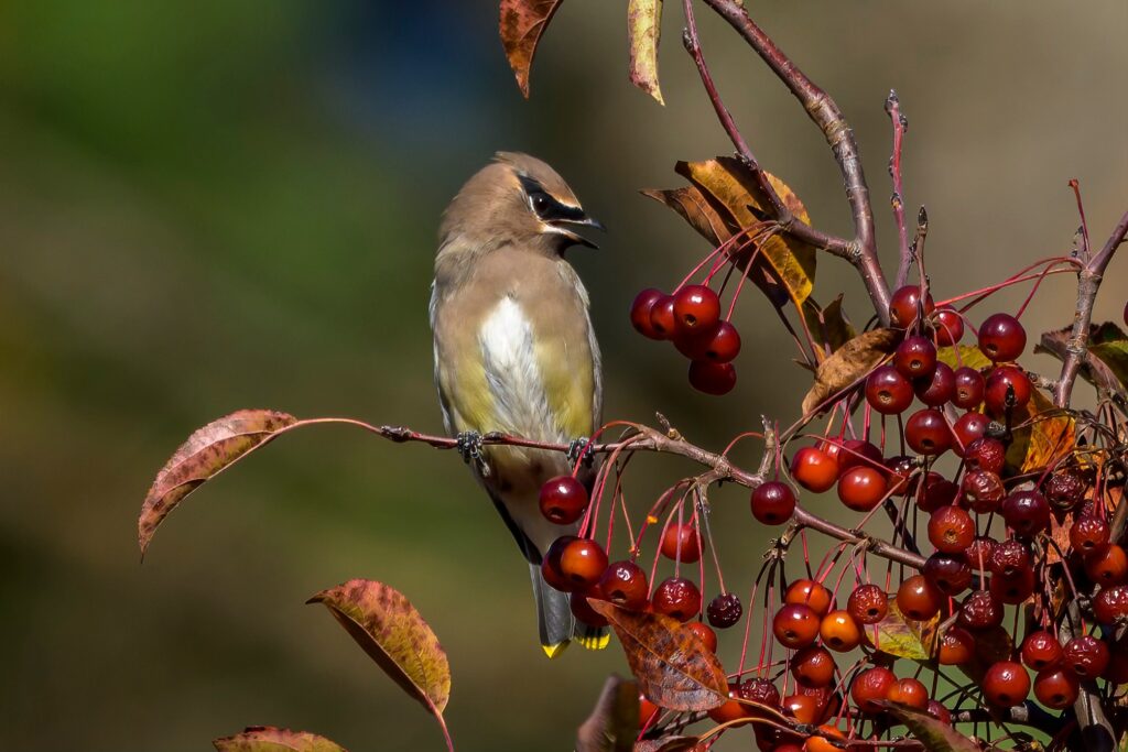 Cedar Waxwing feasting on berries, by Bob Bedell