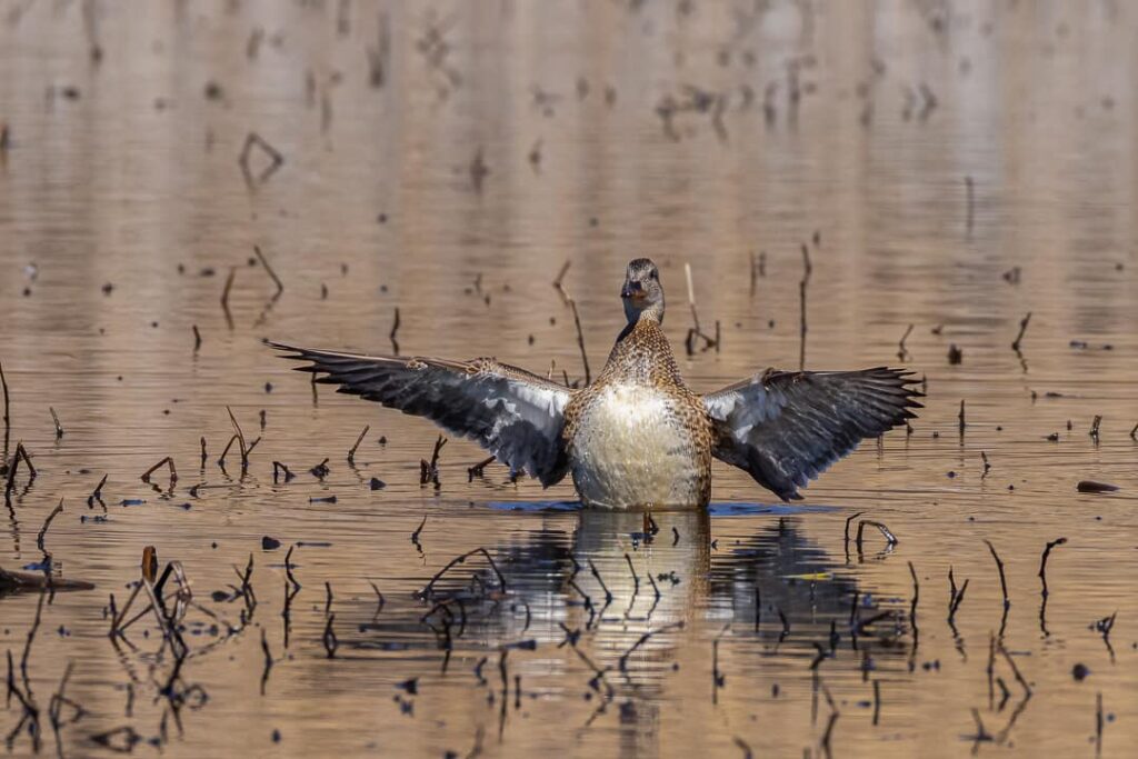 Gadwall flapping, by Bernice V Coles